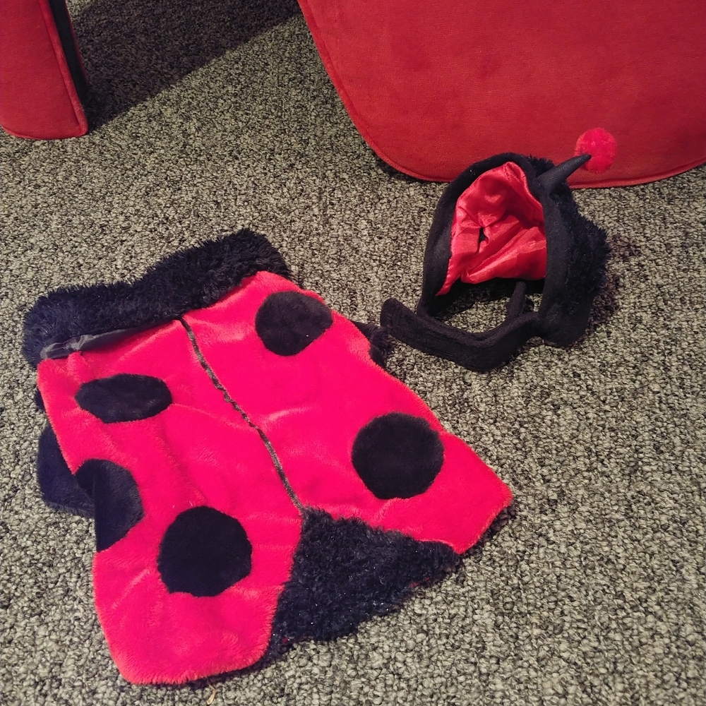 Costume for small pet